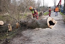 Baumf&auml;llung - Stadt Lemgo