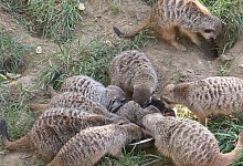 Putziger Erdm&auml;nnchen-Nachwuchs im K&ouml;lner Zoo - Sascha Thelen/dpa