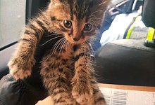 Katzenbaby - Foto: --/Polizei Essen/dpa