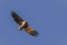 Seeadler am Niederrhein - Maren Hachmeister/RVR/dpa