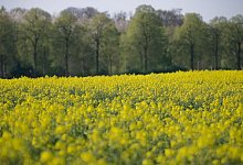 Fr&uuml;hling in sattem Gelb: Rapsfelder bl&uuml;hen - Henning Kaiser/dpa