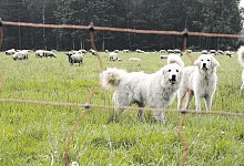 Herdenschutzhunde - Anette Wolff