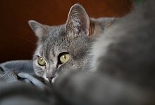 Katze - Helena Dolderer/dpa