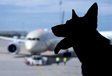 Flugreisen mit Hunden - Sven Hoppe/dpa