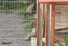 Frau von Leopard schwer verletzt - Foto: Tobias Junghann&szlig;/dpa-Zentralbild/dpa