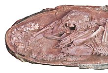 Versteinertes Ei - Foto: Xing et al./iScience/dpa