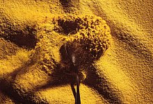 Proteinpulver - Solar Foods/dpa