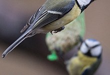Meisen - Foto: Boris Roessler/dpa