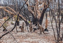 Folgen der Brandkatastrophe - Foto: RSPCA SA/AAP Image/dpa