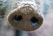 Schwein - Lino Mirgeler/dpa