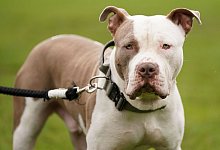 Verbot von XL Bullys in England - Jacob King/Press Association/dpa