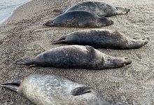 Tote Kegelrobben an R&uuml;gens K&uuml;ste - Biosph&auml;renreservatsamt/dpa