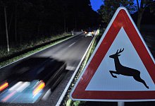 Gefahr von Wildunf&auml;llen w&auml;chst - Foto: Martin Schutt/dpa