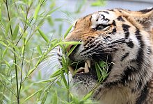 Amur-Tiger - Foto: Jan Woitas