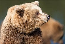Braunbär (Ursus arctos) - Alexander Heinl/dpa-tmn