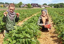 KR Erdbeeren Selbstpflücken - Cordula Gröne