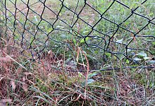 Mechernich - Loch im Zaum m&ouml;glicherweise durch Wildtier - -/Kreispolizei Euskirchen/dpa