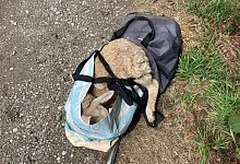 Entf&uuml;hrtes Schaf - ---/Polizei Viersen/dpa