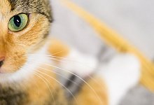 Katze - Julian Stratenschulte/dpa