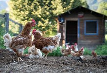 Hühner auf einem Bauernhof - Florian Schuh/dpa-tmn