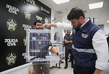 Großer Schlag gegen den illegalen Tierhandel in Brasilien - Fabiano Veneza/SEAS RJ/dpa