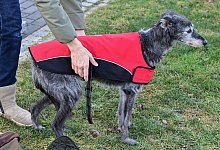 Windhund im Mantel - Foto: Patrick Pleul/dpa-Zentralbild/ZB