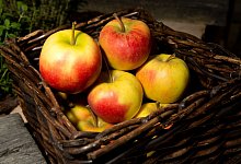 Äpfel liegen in einem Korb - Franziska Gabbert/dpa-tmn