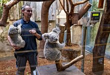 Duisburger Zoo stellt doppelten Koala-Nachwuchs vor - Christoph Reichwein/dpa