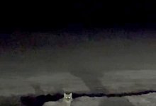 Goldschakal reißt weitere Lämmer auf Sylt - Privat/Daniela Andersen/dpa