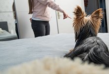 Ein Hund wird von seinem Frauchen zurechtgewiesen - Christin Klose/dpa-tmn