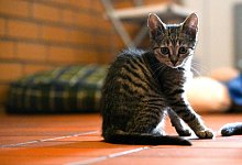 Tierheim Leverkusen - Federico Gambarini/dpa