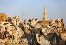 Kamelmarkt in Gizeh vor dem Eid al Adha - Mahmoud Elkhwas/dpa