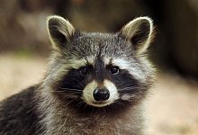 Waschb&auml;r - Fredrik von Erichsen/dpa