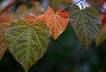 Herbst in Nordrhein-Westfalen - Roberto Pfeil/dpa