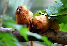 Nachwuchs bei den Goldgelben L&ouml;wen&auml;ffchen im K&ouml;lner Zoo - Federico Gambarini/dpa
