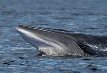 Wale vor Norwegen - Foto: Ursula Tscherter/ORES/dpa