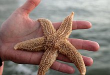 Seestern - picture alliance / dpa