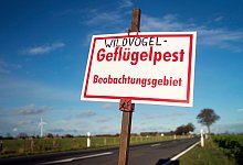 Vogelgrippe in NRW - picture alliance / Arnulf Stoffel/dpa