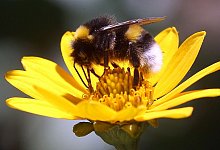 Nektar sammeln f&uuml;r den Wintervorrat: Eine Erdhummel auf der Bl&uuml;te einer Stauden-Sonnenblume. - Wolfgang Kumm/dpa