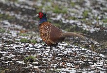 Fasan - Marcus Brandt/dpa