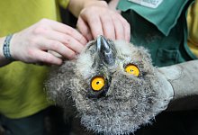 &Auml;ngstlicher Blick - Foto: Kiel-Steinkamp