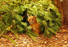 Karakal-Nachwuchs im Zoo Dresden - -/ Zoo Dresden/dpa