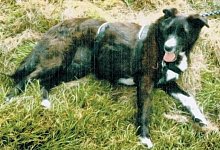 Panisch &auml;ngstlich: Stacy - Foto: privat