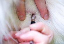 Zecke richtig entfernen - Foto: Andrea Warnecke/dpa-tmn