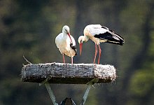 St&ouml;rche - Andreas Fr&uuml;cht