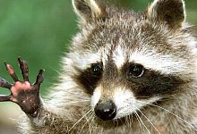 KINA - Nachts drehen manche Tiere richtig auf - 1 - Lenhard Klimek/dpa