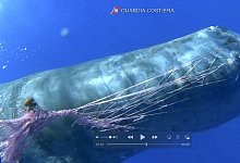 Pottwal - Foto: Italian Coast Guard/AP/dpa