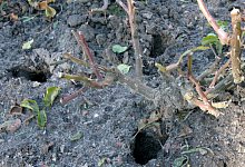 W&uuml;hlm&auml;use im Garten - Foto: Hilke Segbers