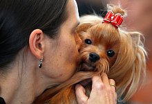 Hunde - vom Menschen oft missverstanden - Jens B&uuml;ttner/dpa