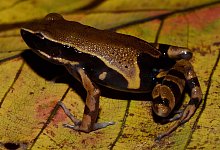 Kongobecken ist Schatztruhe der Vielfalt - Marius Burger/WWF/dpa